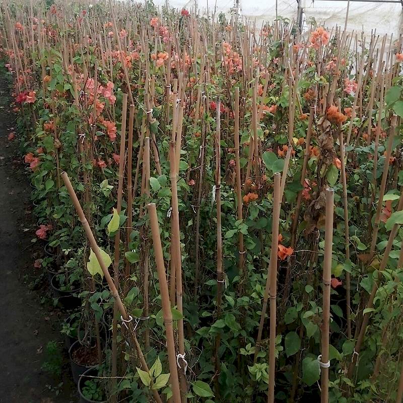 Begonvillea 180-220cm