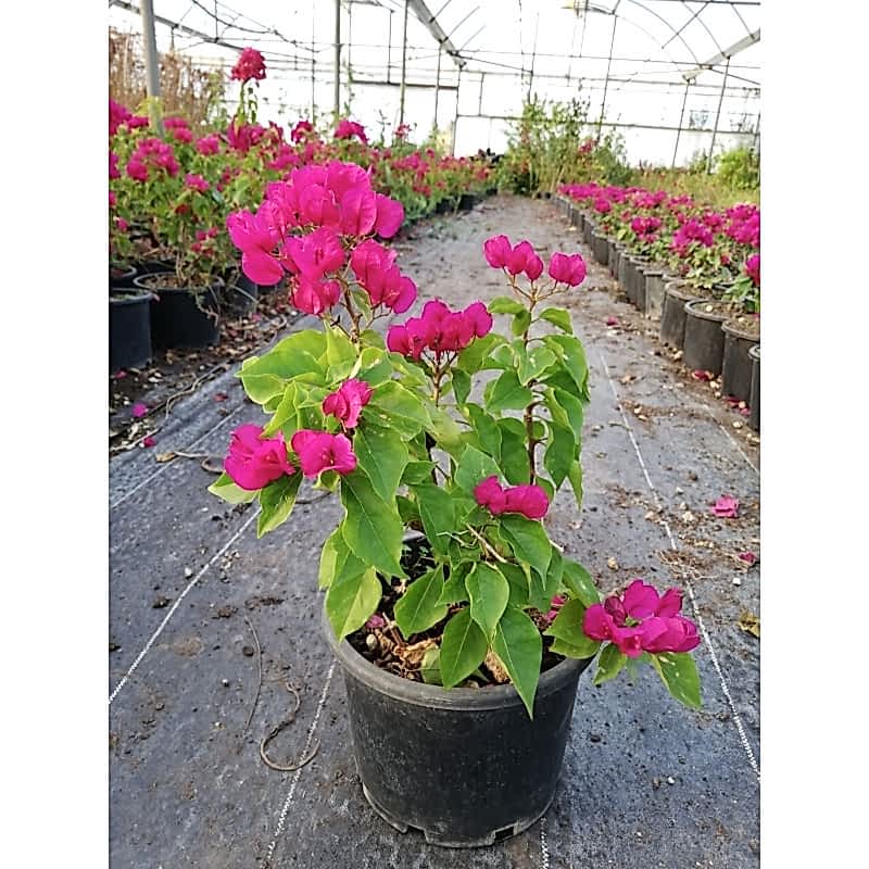 Begonvillea Deep Purpel