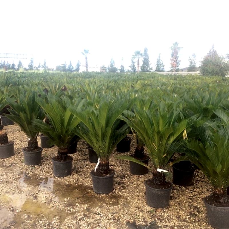 Cycas 15-25