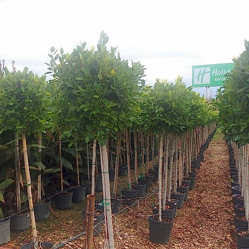 Ficus Nitida 10-12