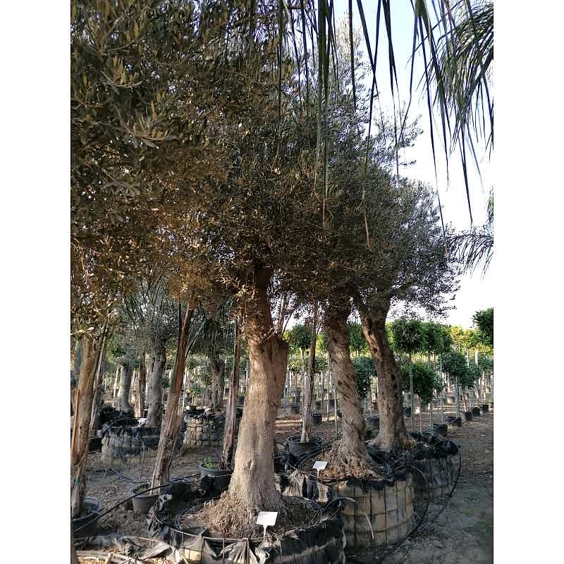 Kafes Zeytin 30-50