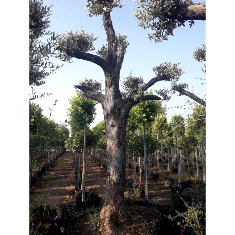 Kafes Zeytin Ağacı 50-70