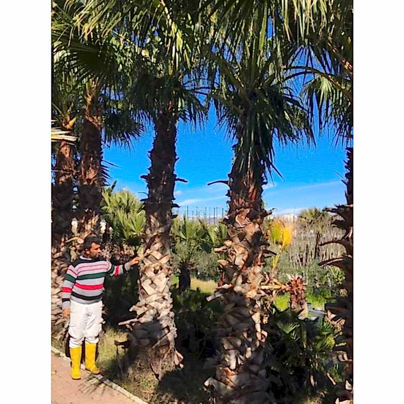 Washingtonia Filifera 3m