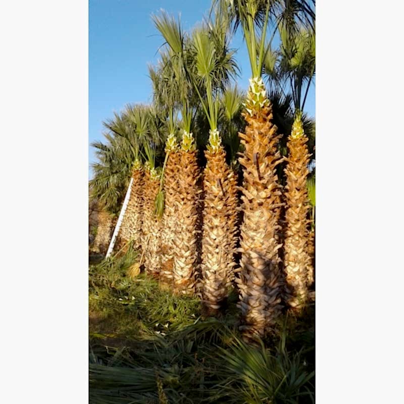 Washingtonia Filifera 5m